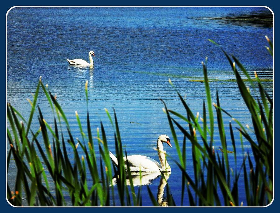 Summer Swans Photograph by Judy Stepanian