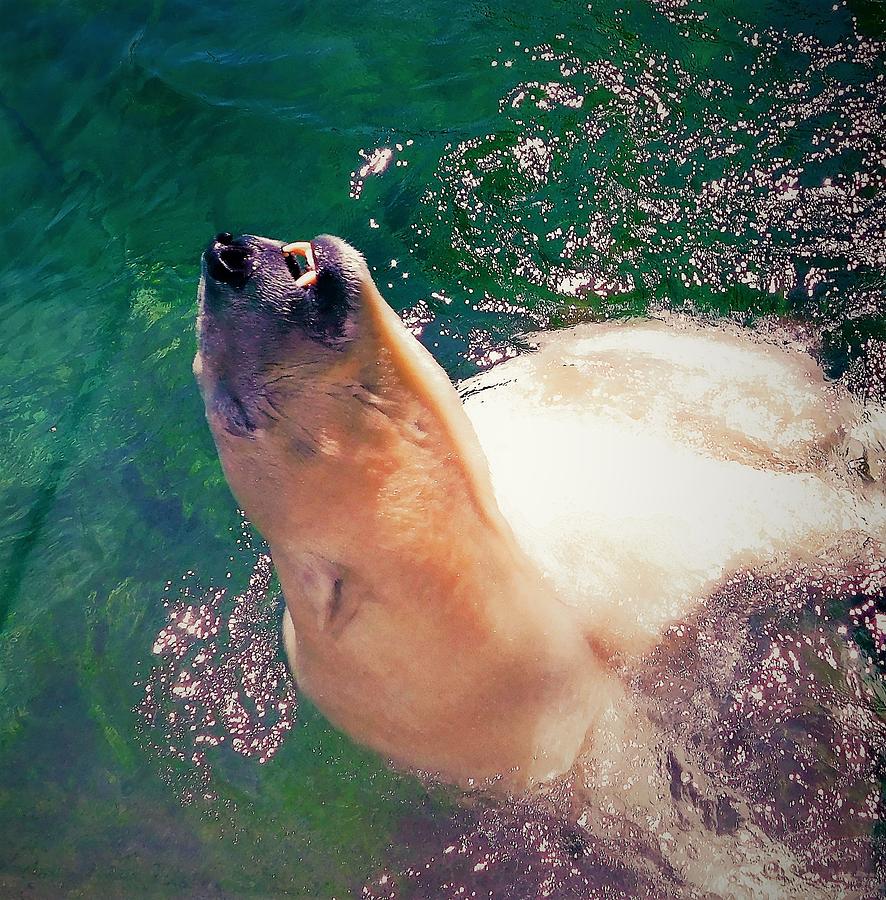 - Summer Swim - Polar Bear Photograph by THERESA Nye