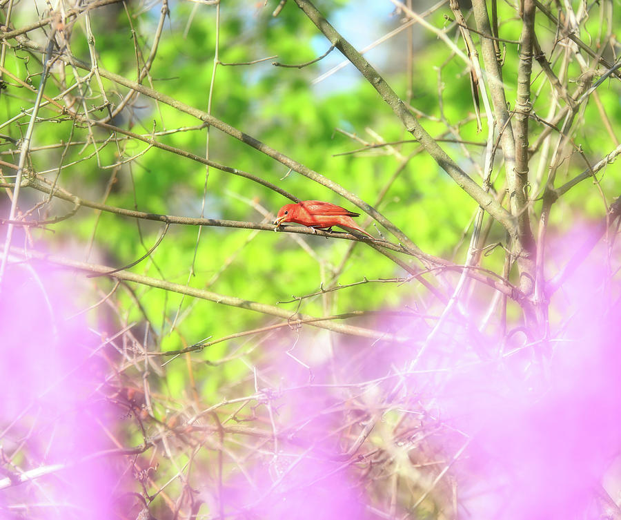 Summer Tanager In Spring Colors Photograph by Dan Sproul