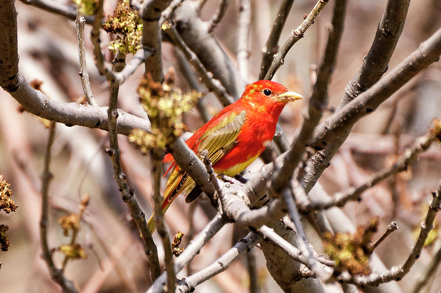 Summer Tanager Photograph by James McClintock