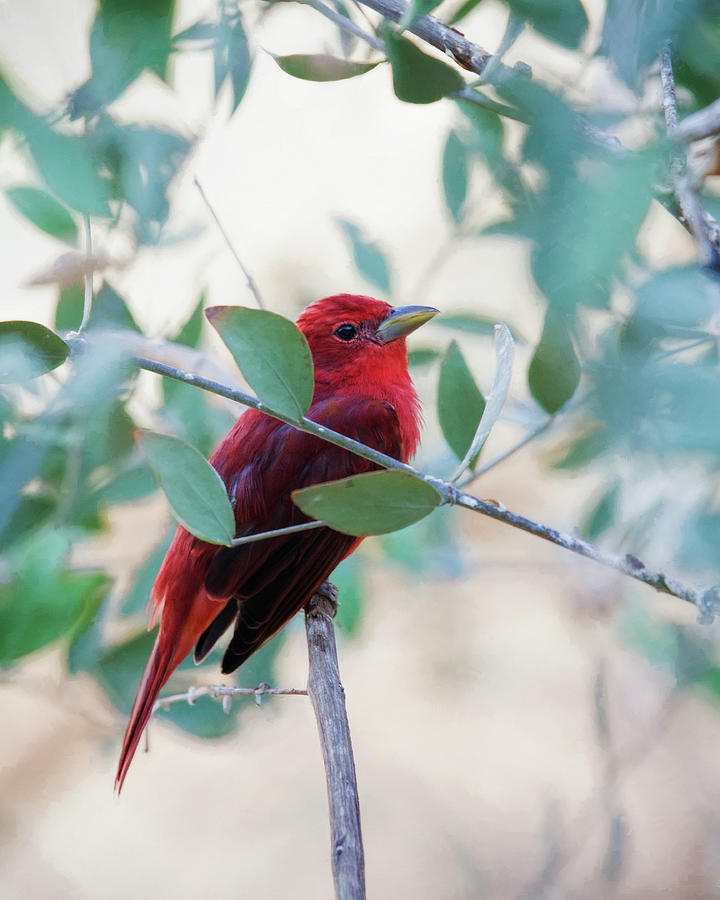 Summer Tanager Photograph by Lana Trussell