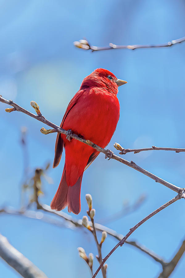 Summer Tanager Perched #3 Photograph by Morris Finkelstein