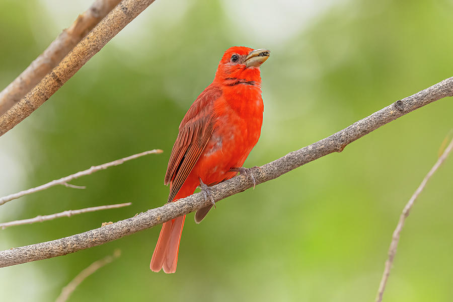 Summer Tanager Perched #4 Photograph by Morris Finkelstein