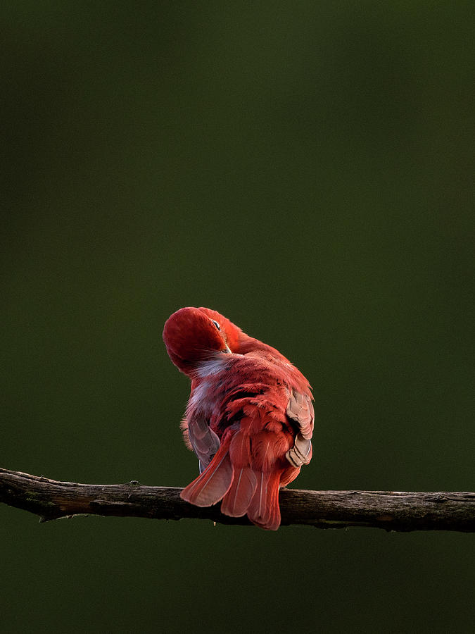 Summer Tanager, piranga rubra, Preening Portrait, NC Uwharrie National Forest Photograph by Eric Abernethy