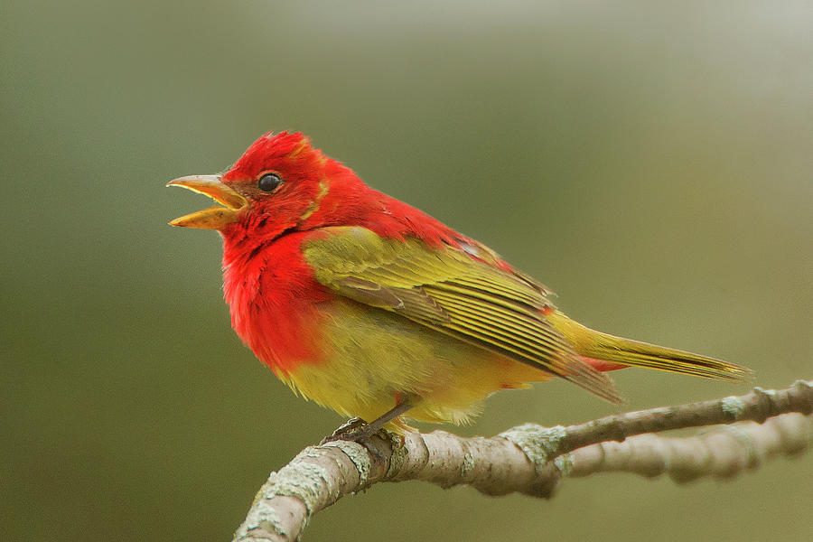 Summer Tanager Photograph by Timothy McIntyre