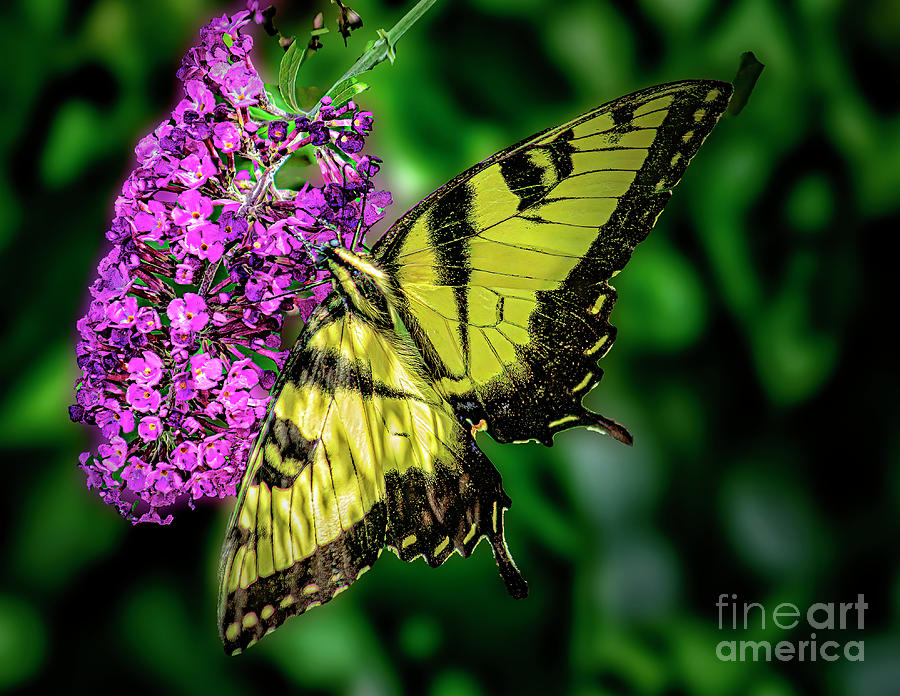 Summer Tiger Swallowtail Photograph by Nick Zelinsky Jr