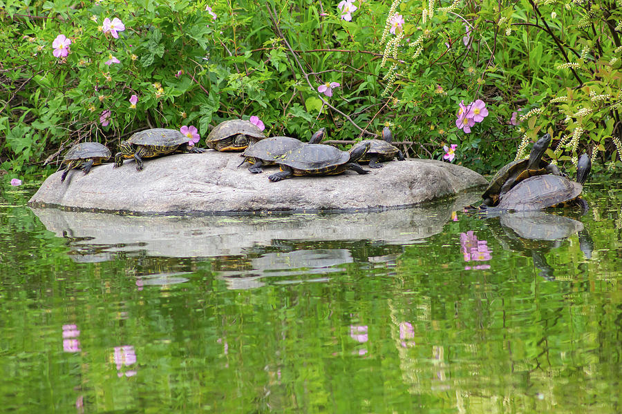 Summer Turtles in the Park Photograph by Auden Johnson