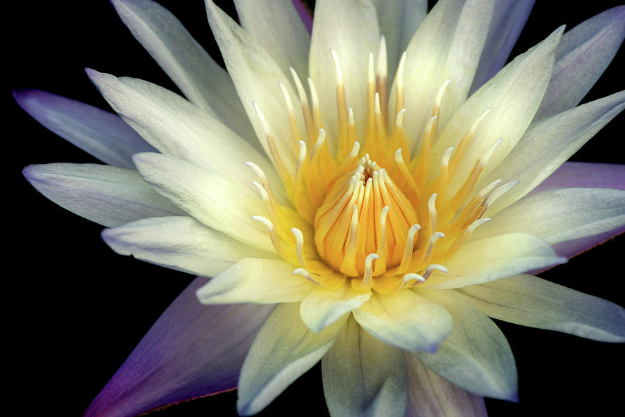 Summer Water Lily Photograph by Don Johnson
