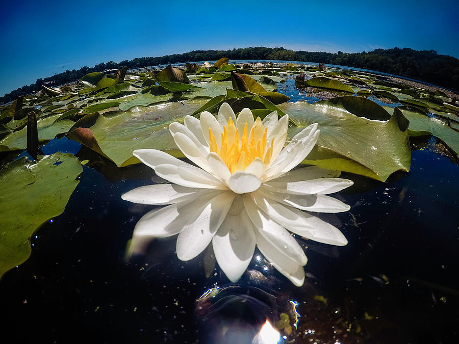 Summer Water Lily Photograph by Nicole Engstrom
