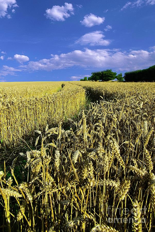 Summer Wheatfields Photograph by Martyn Arnold
