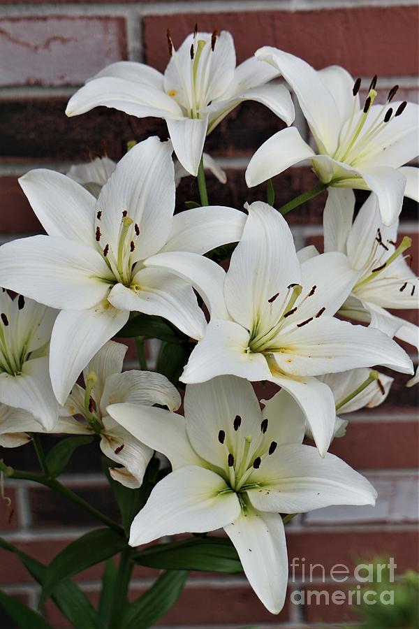 Summer White Lilies Photograph