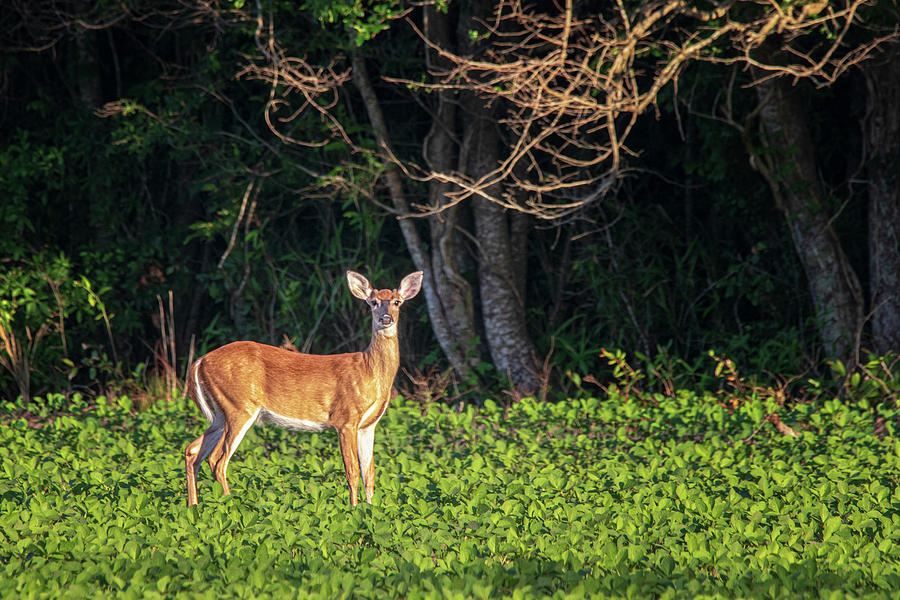 Summer Whitetail Deer Buck in a Bean Field Photograph by Bob Decker