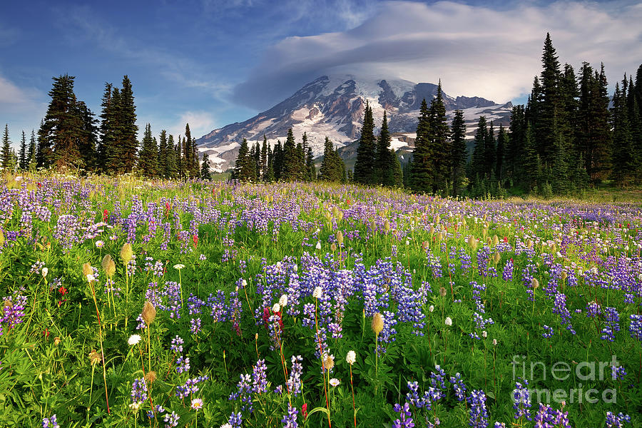 Summer Wildflower Meadow at Mount Rainier National Park in Washington Photograph by Tom Schwabel