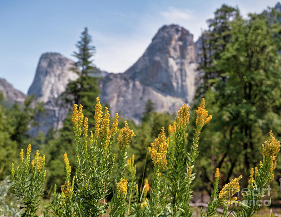 Summer wildflowers at Yosemite National Park Photograph by Abigail Diane Photography