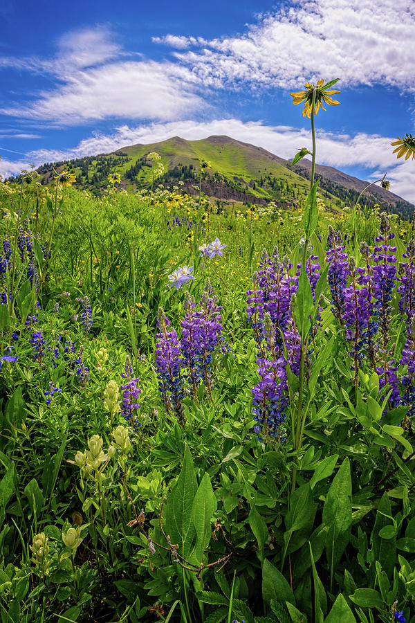 Summer Wildflowers in the San Juans Photograph by Lynn Bauer
