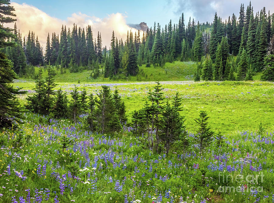 Mount Rainier National Park Photograph - Summer Wildflowers Meadow Mount Rainier National Park by Mike Reid