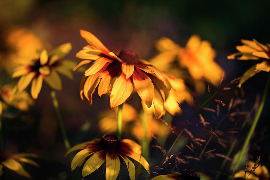 Summer Wildflowers Photograph by Nicole Engstrom