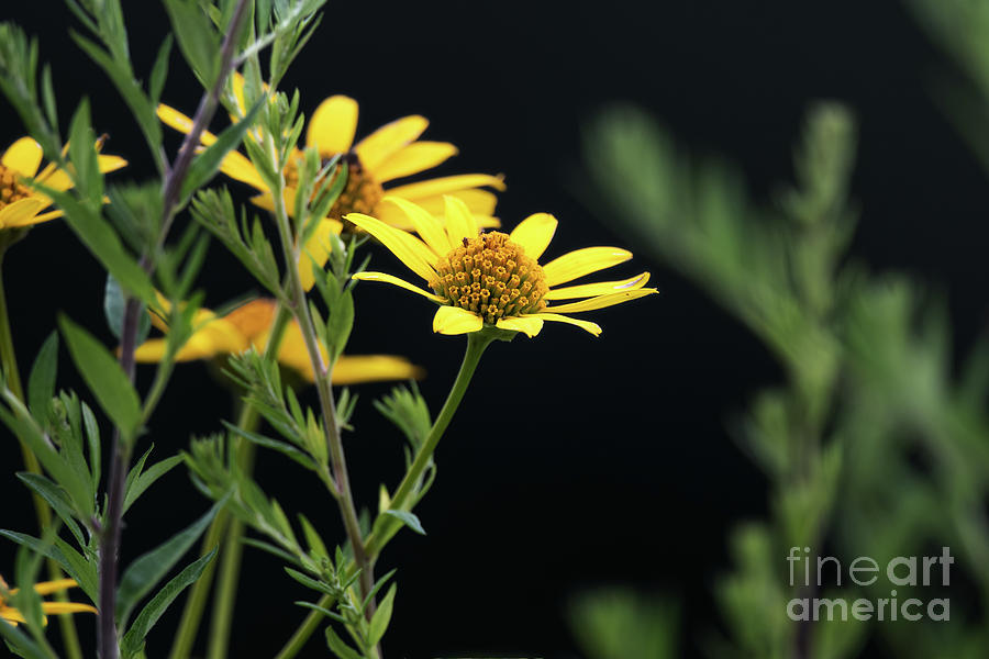 Summer Wildflowers - Ox Eye Sunflower Photograph by Rehna George