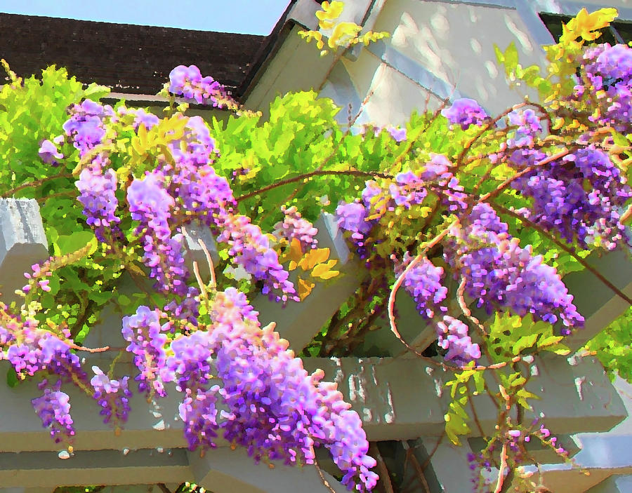 Summer Wisteria Of Solvang Photograph By Vernon Platt Fine Art America