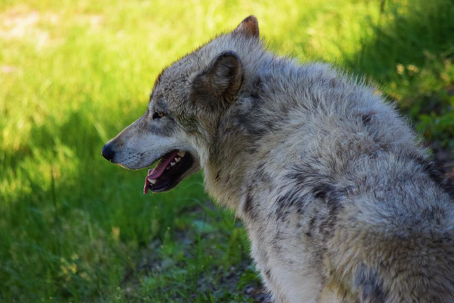 Summer Wolf, Washington, USA Photograph by Lkb Art And Photography ...
