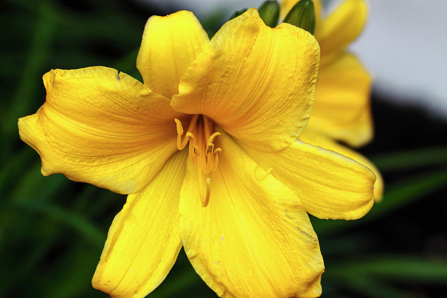 Summer Yellow Daylily Photograph by Tanya Owens