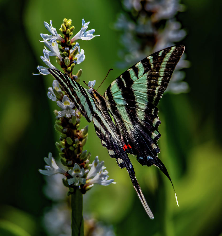 Summer Zebra Swallowtail Photograph by Brian Shoemaker