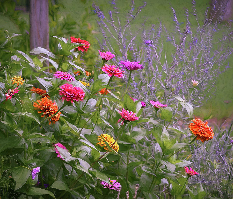Summer Zinnia Garden  Photograph by Mary Lynn Giacomini