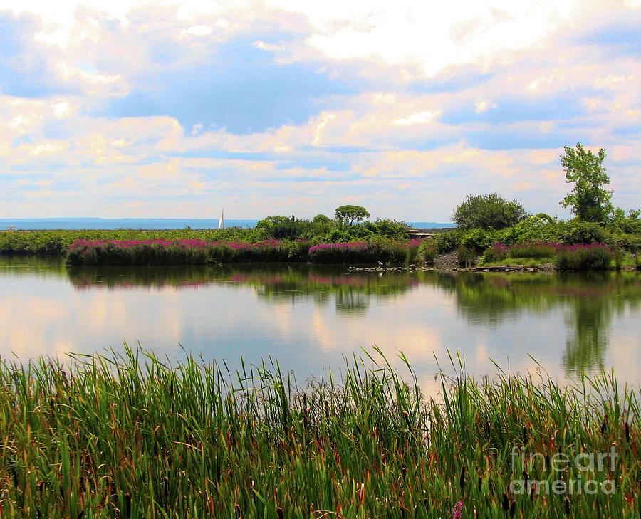 Summers Beauty Reflected at Times Beach Nature Preserve Buffalo New York Photograph by Rose Santuci-Sofranko