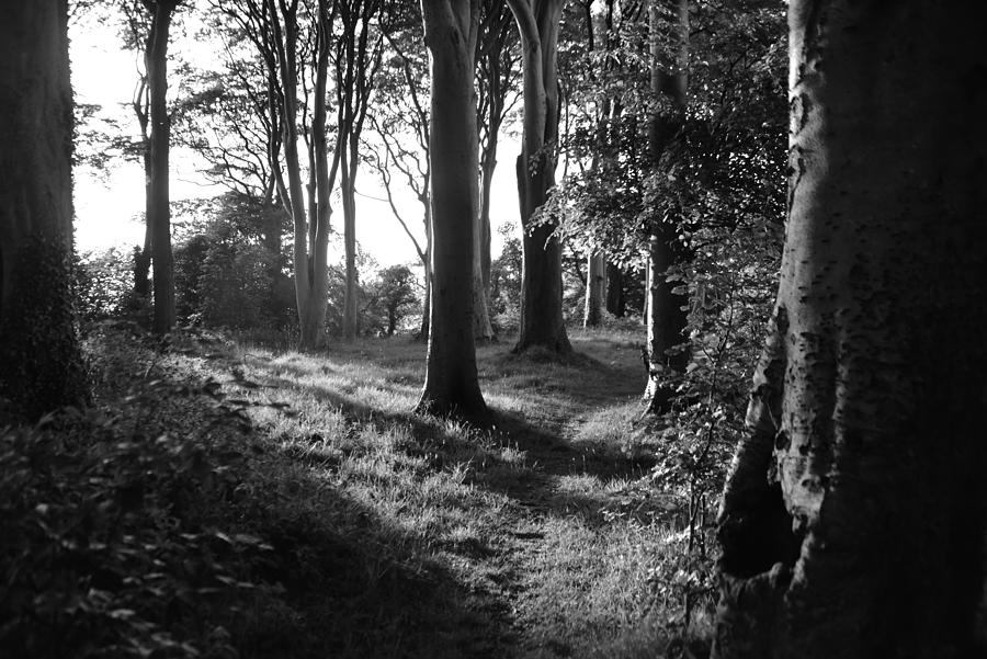 Summers Evening In The Woods Photograph