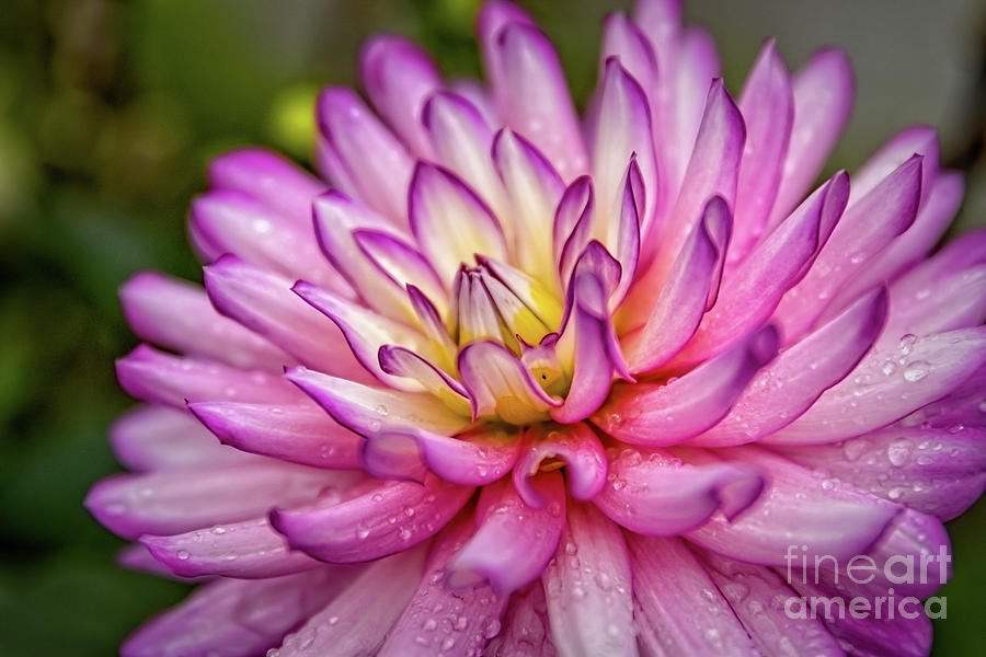 Summers First Dahlia Photograph by Elizabeth Dow