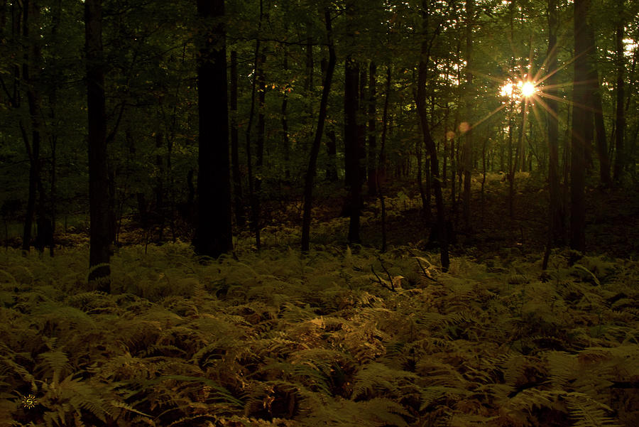Summers Last Sigh Photograph by Staci Grimes Summers Last Sigh Photograph by Staci Grimes