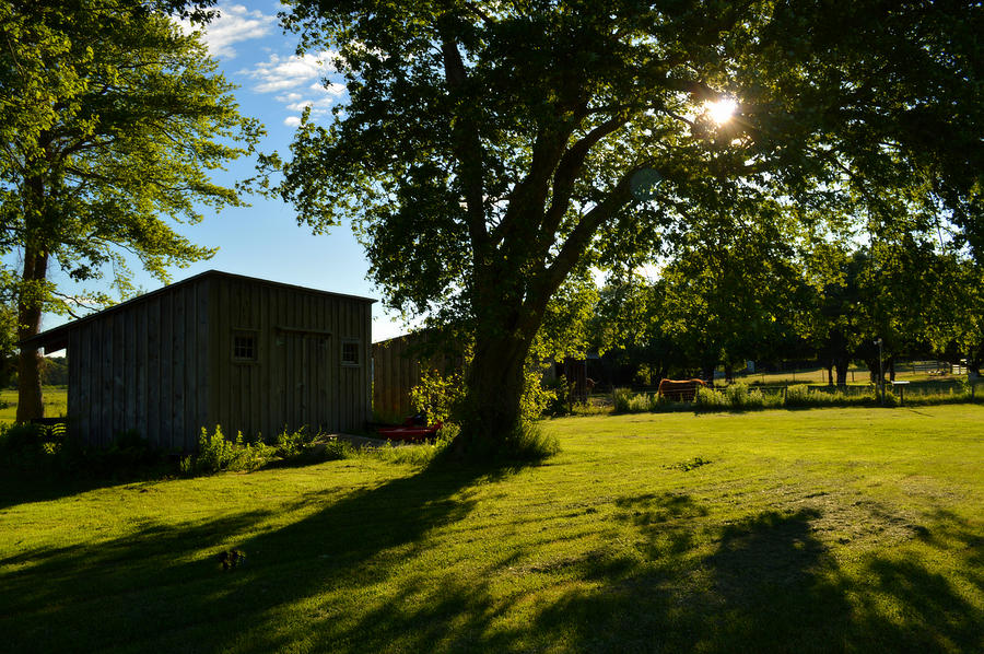 Summers Morning at Taylor-Bray Farm Photograph by Dianne Cowen Cape Cod Photography