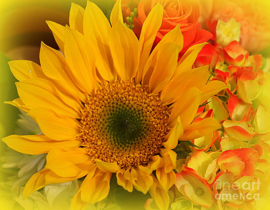 Summertime Beauty - Sunflower Photograph by Dora Sofia Caputo