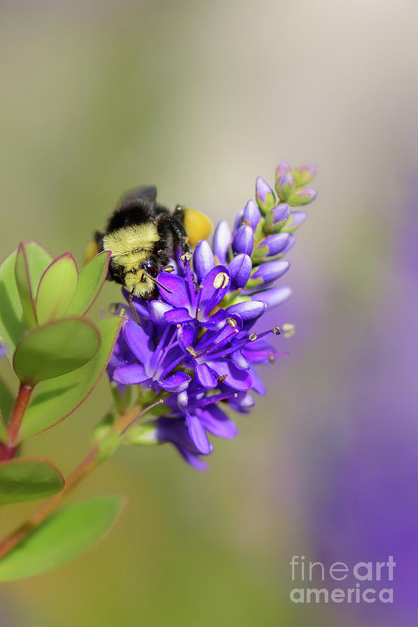 Seattle Photograph - Summertime Bumble Bee by Nancy Gleason