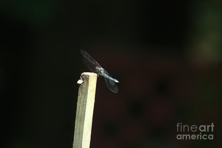 Summertime Dragonfly   Pose 4 Photograph by Margie Avellino