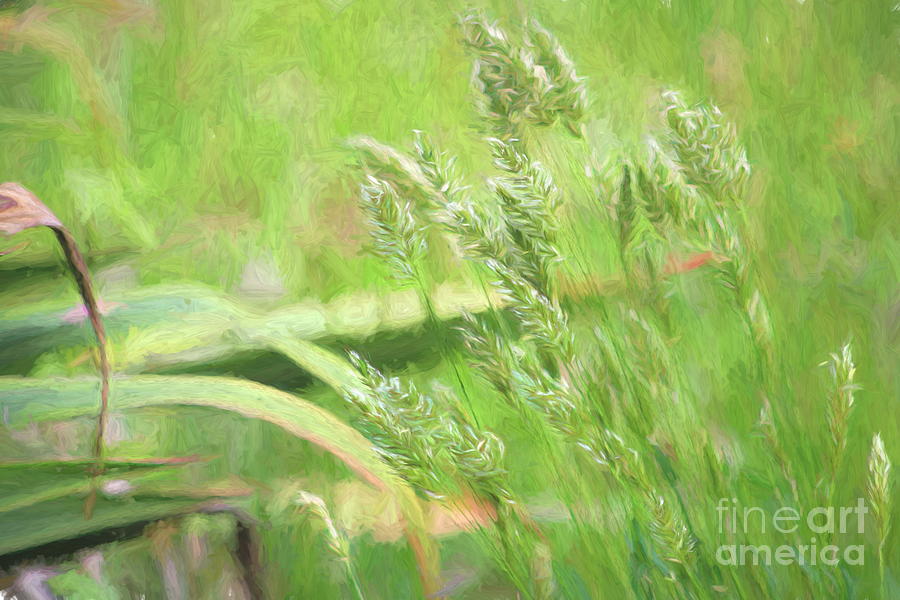 Summertime Grasses in Acrylics Photograph by Karin Everhart