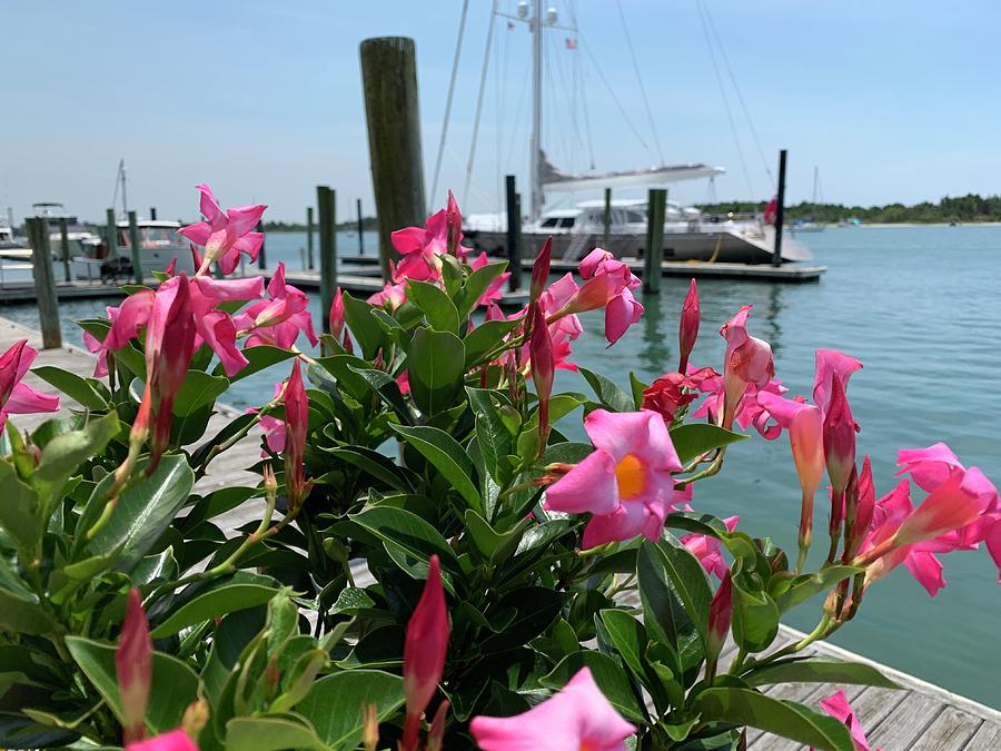 Summertime in Beaufort, NC Photograph by Lee Darnell