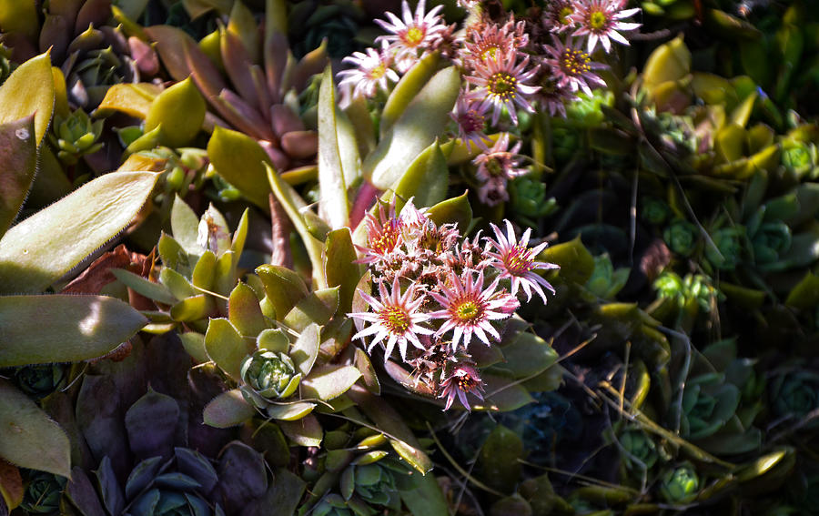Summertime Succulents Photograph by Kristin Hatt
