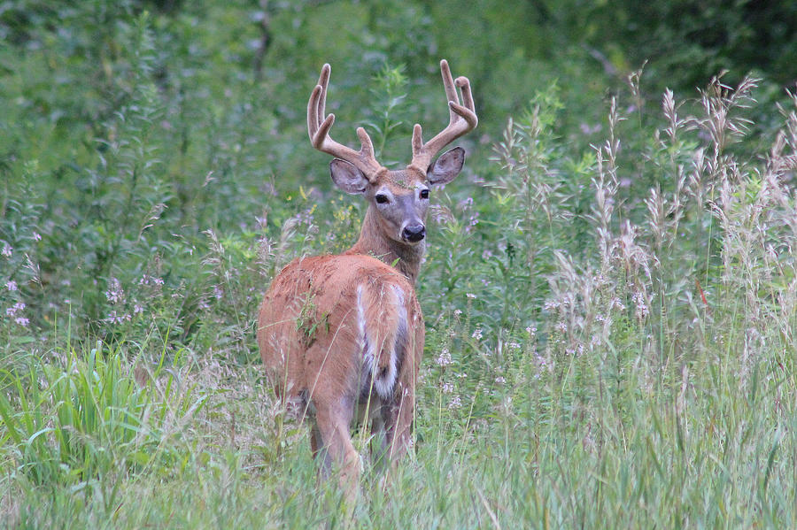 Summertime Whitetail Buck Photograph by BobS Matzen - Pixels