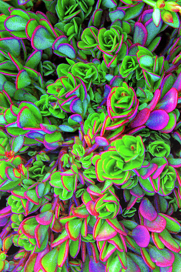Summery Succulents Photograph
