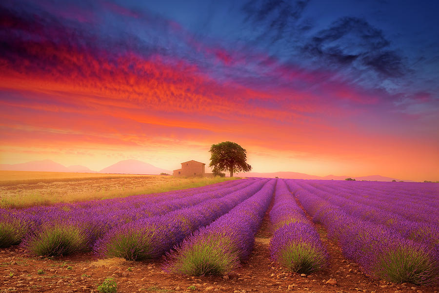 Valensole plateau Summer bloom of lavender fields in the picturesque countryside of France Photograph by Giovanni Allievi