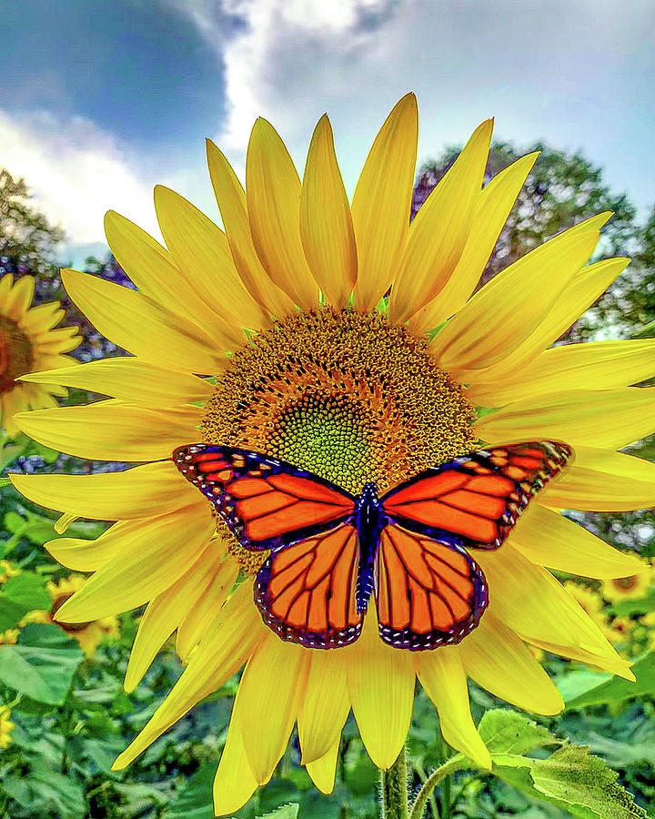 Sun And Butterfly Photograph By Cathy Rosselli - Fine Art America