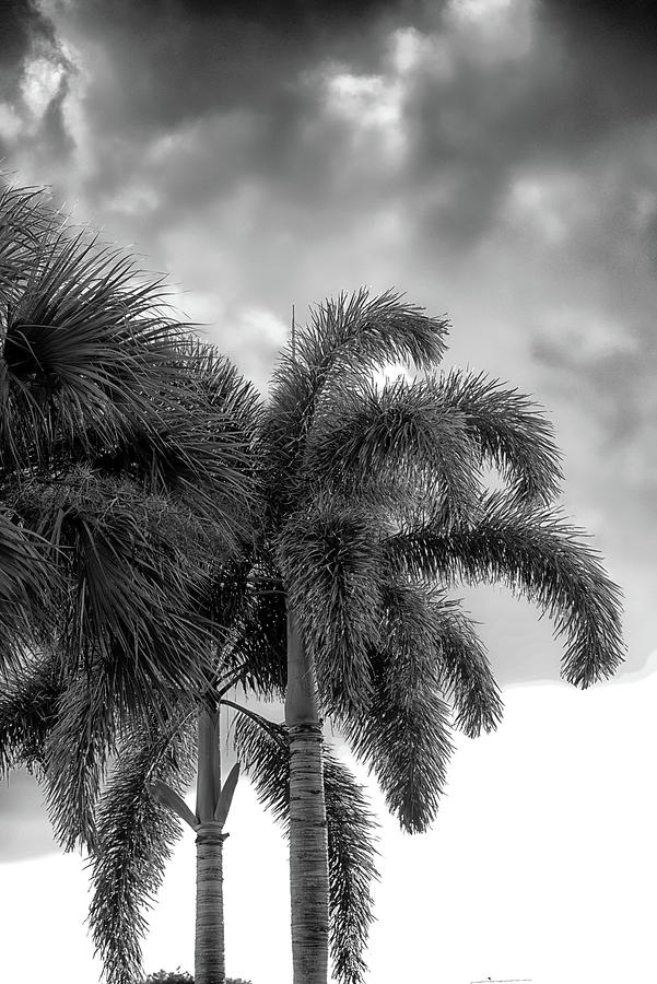 Sun and Clouds Behind Palms Photograph by Alan Goldberg