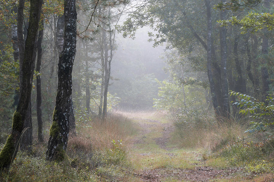 Sun and mist in the forest Photograph by Anges Van der Logt