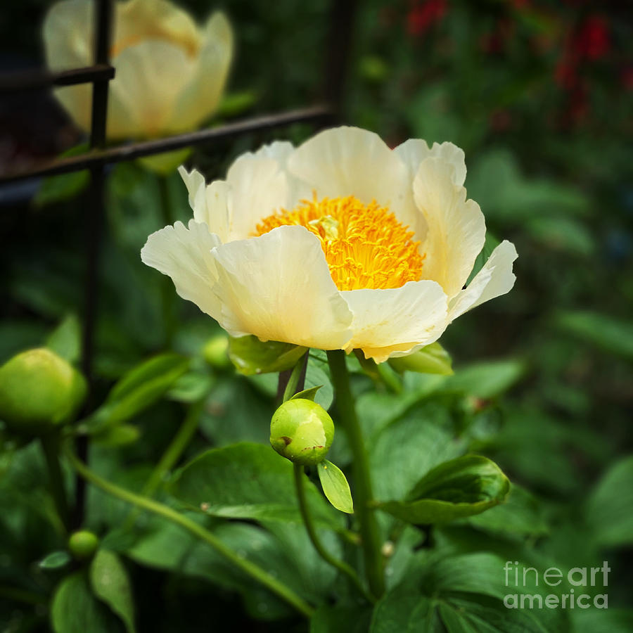 Sun and Moon Peony Photograph by Jeanette French