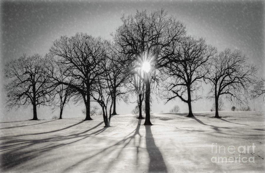 Sun And Snow Photograph by John Anderson
