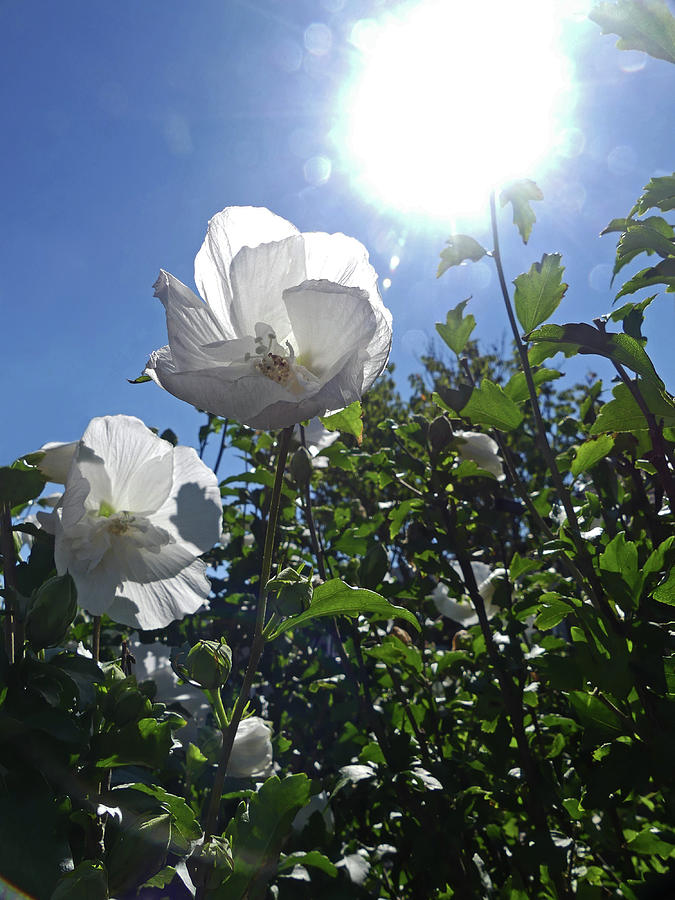 Sun and White Flowers Photograph by Sharon Williams Eng