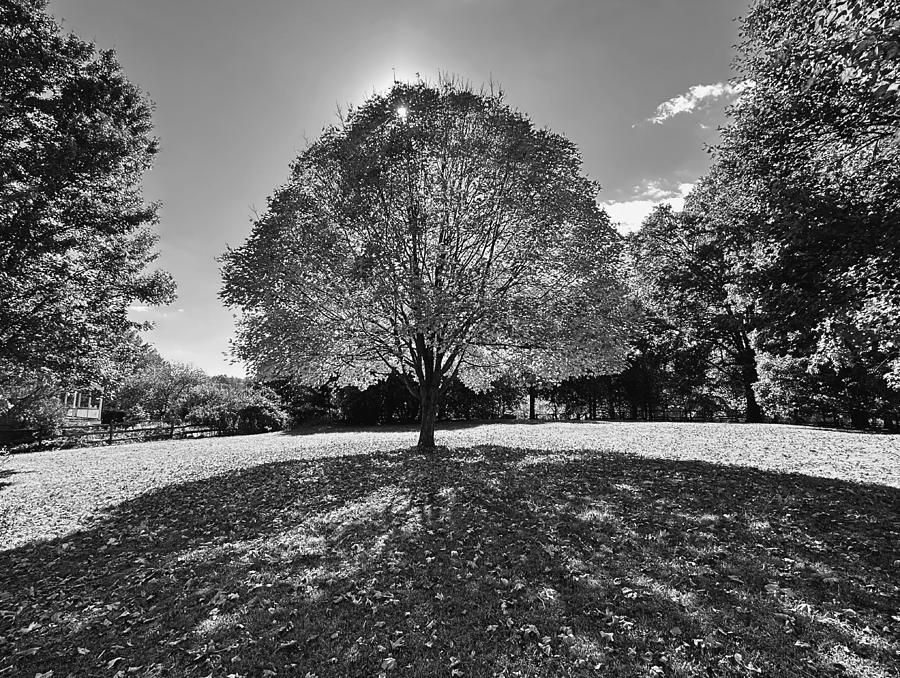 Sun Baked Autumn BW Photograph by Lee Darnell