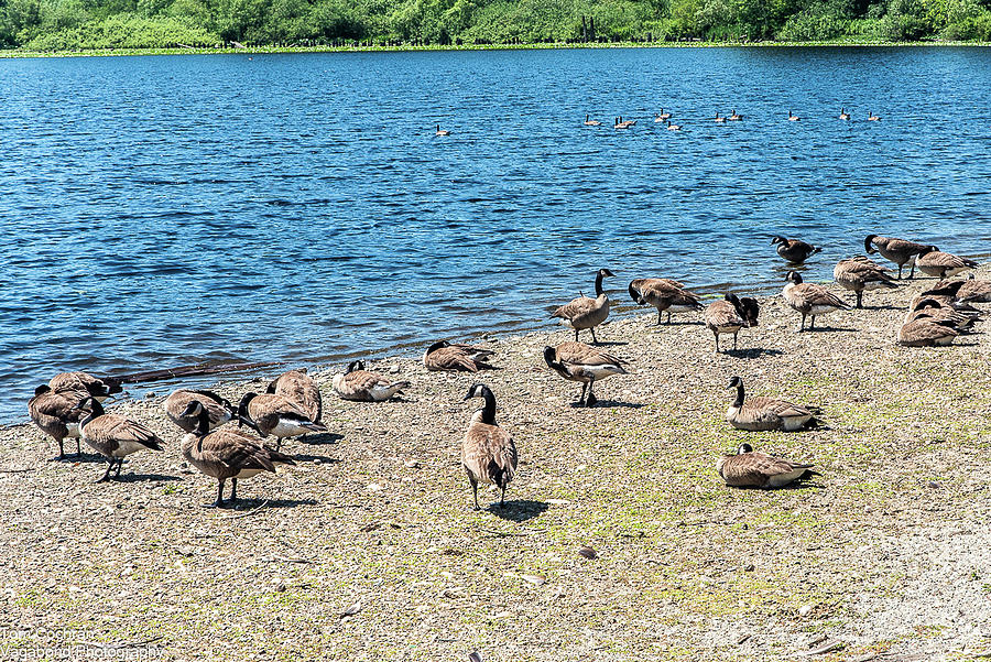 Sun Bathing Canada Geese at Mill Lake Photograph by Tom Cochran