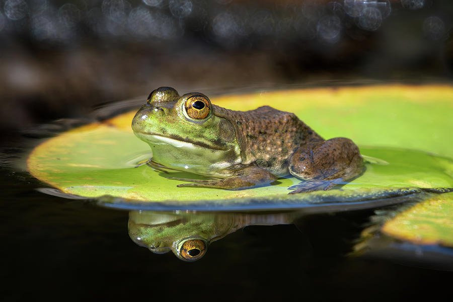 Sun Bathing Photograph by Nick Kalathas Nature's Moments - Fine Art America